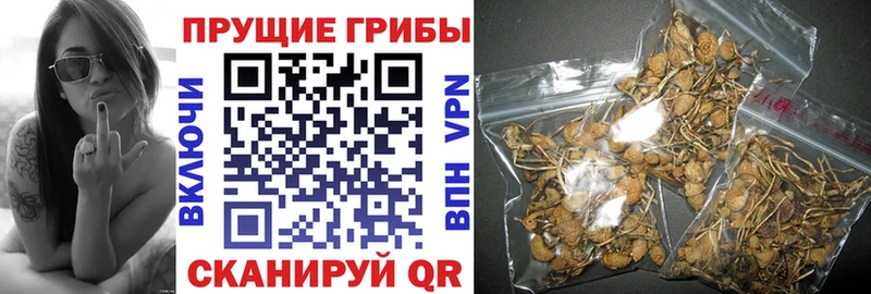 что такое наркотик  kraken как войти  Галлюциногенные грибы Cubensis  Котельниково 